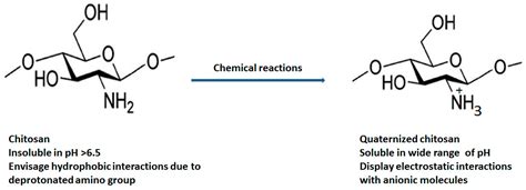  Quaternized Chitosan – Upeat Antibakteeriset Ominaisuudet Korkeaan Bioyhteensopivuuteen